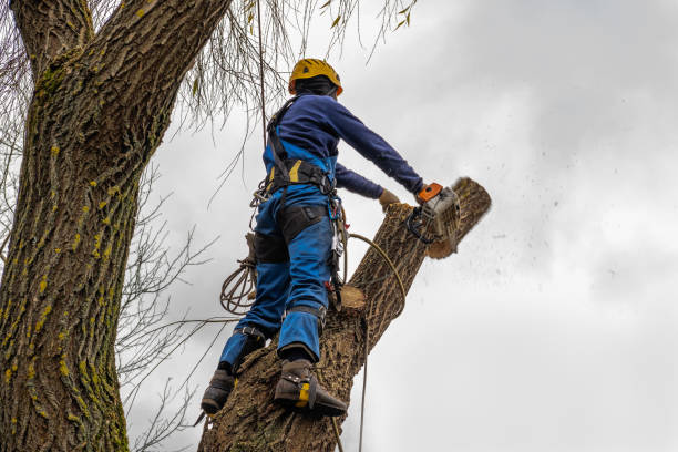 Best Hazardous Tree Removal  in Siesta Acres, TX